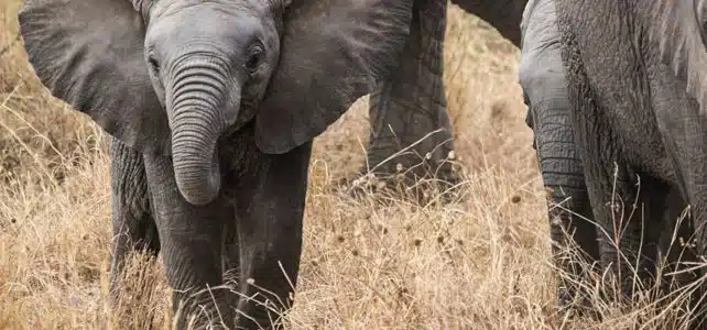 Explorer les réserves naturelles de Tanzanie : une aventure inoubliable